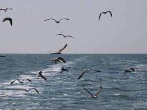 UA260509 Dagtocht Zeevissen ZEEVISSEN 30.JPG